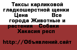 Таксы карликовой гладкошерстной щенки › Цена ­ 20 000 - Все города Животные и растения » Собаки   . Хакасия респ.